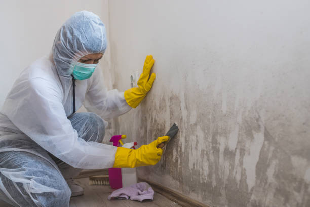 Best DIY Mold Remediation Support Services in Bard College, NY