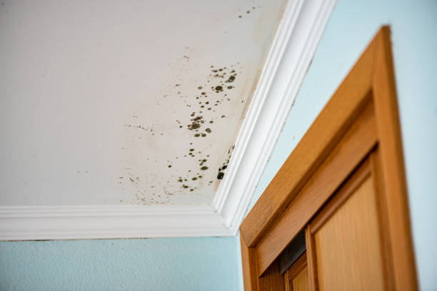 Best DIY Mold Remediation Support Services in Bard College, NY
