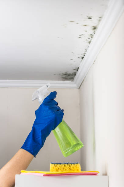 Best Insurance-Related Mold Remediation in Bard College, NY