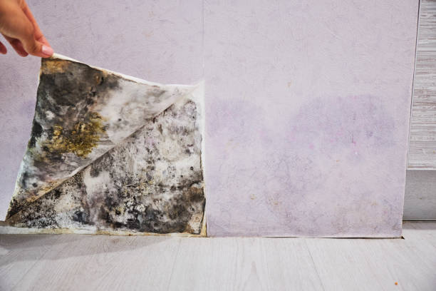 Best Black Mold Remediation in Bard College, NY